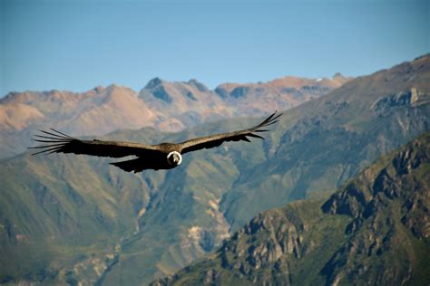 El Condor Pasa; una melodía ancestral que evoca la melancolía andina con toques de exuberante folclore latinoamericano